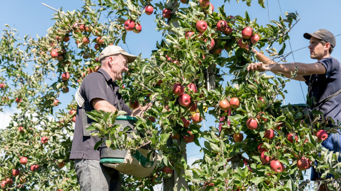Scilate’ (ENVY™) apples at the Bioeconomy Science Institute's Hawke's Bay research orchard