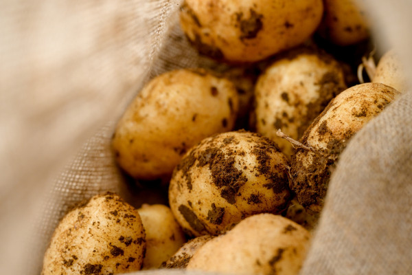 03 20240408 PotatoHarvest