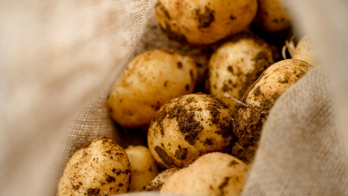 Potato harvest