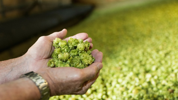 New Zealand hops, harvested from a hop garden near Nelson