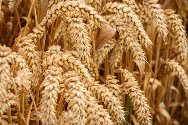05 CRWT246 Wheat