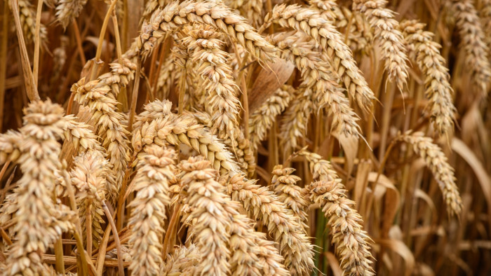 Scientists are developing wheat varieties that are responsive to changing market needs