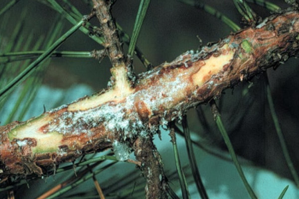 08 Pine Pitch Canker
