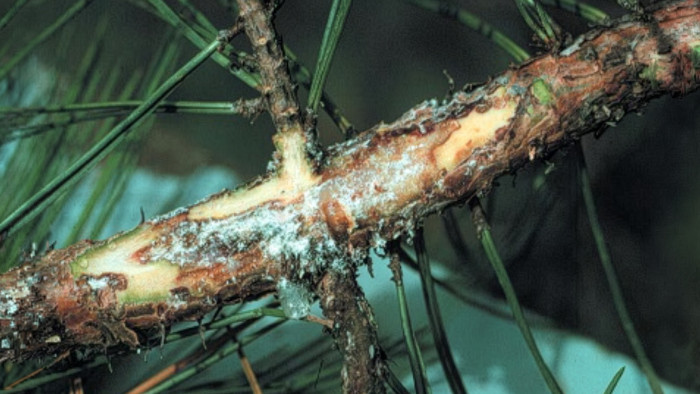 Image of pine pitch canker. Science tools are keeping pathogens like pine pitch canker out of New Zealand