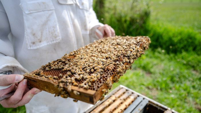 Image of beekeeper with a hive frame full of honey