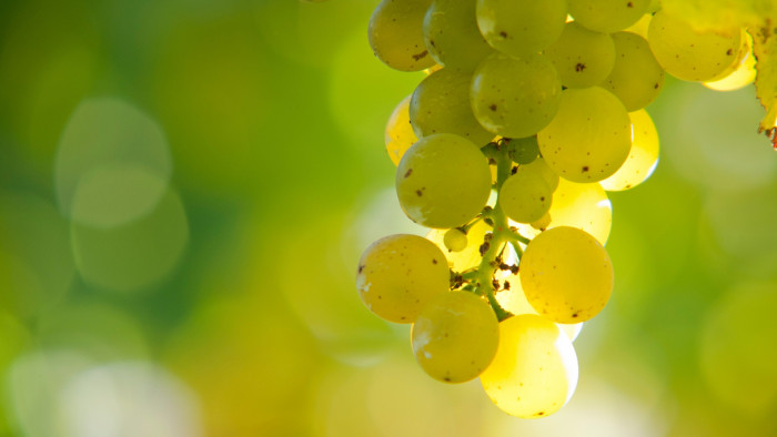 Image of grapes. New Zealand's wine sector has grown from an artisinal domestic market to a global success