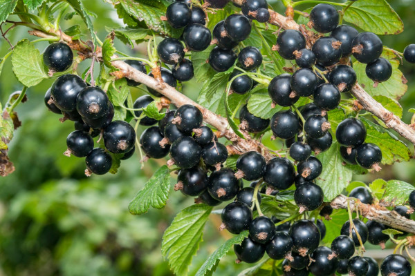 13 blackcurrant
