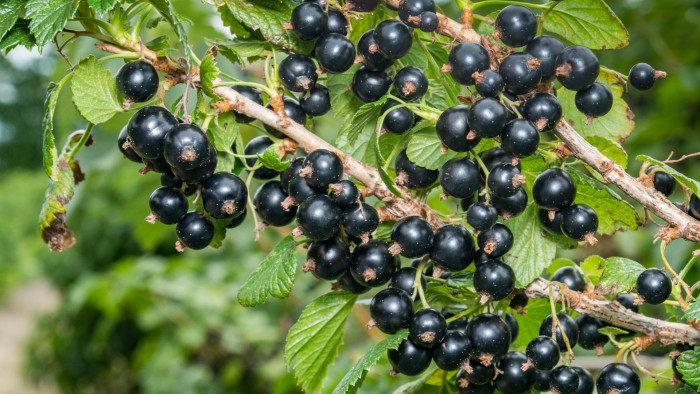 Blackcurrants are one of nature's superfruits, helping with sports recovery and mental performance