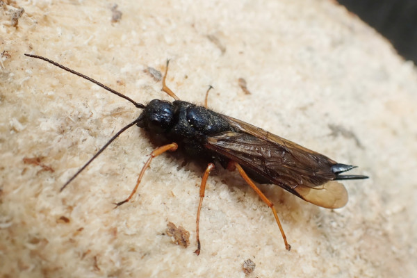 15 sirex woodwasp