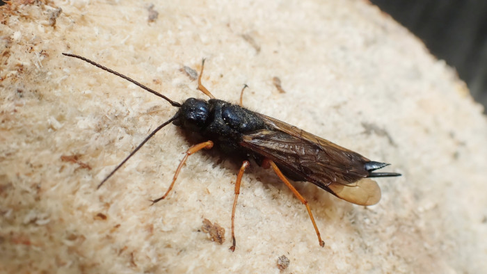 Learnings from woodwasp control efforts helped develop a science‑led biosecurity model