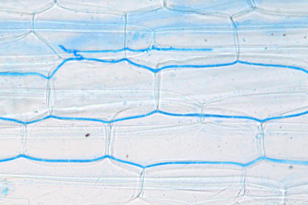 30 endophyte image