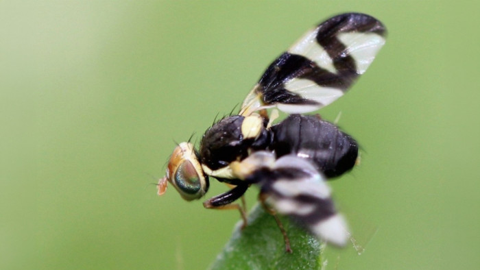 Photo of Californian thistle gall fly. Image: Aleksandrs Balodis CC BY 4.0