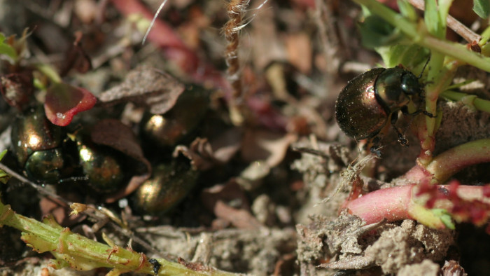 Science has helped find natural biocontrol agents to tackle invasive weeds, such as the St John’s wort beetle, saving millions of dollars in production losses. &amp;amp;amp;amp;nbsp;&amp;amp;amp;amp;nbsp;