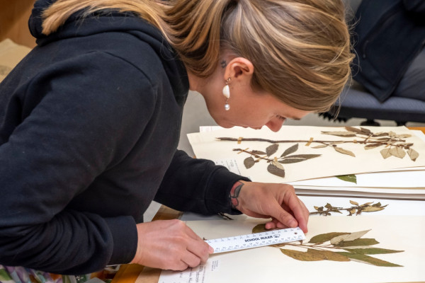 36 botanical collections Jo Carpenter