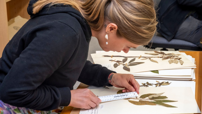 Scientist Jo Carpenter studying specimens in the Allan Herbarium