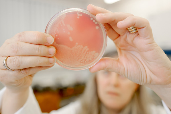 39 icmp sample in petri dish
