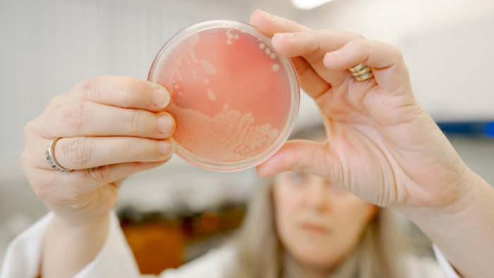 Examining a sample in the ICMP (International Collection of Microorganisms from Plants)
