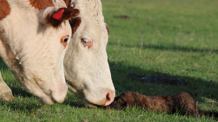 Image of cows smelling a dead possum. A fatal curiosity; how TB could spread from an infected possum (with pus on its fur) to cattle