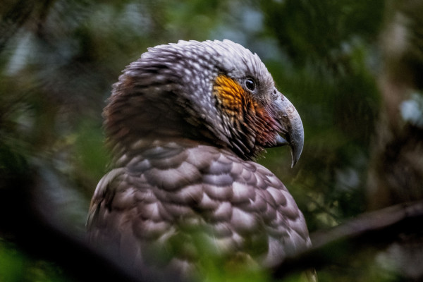 Saving our iconic birds kākā