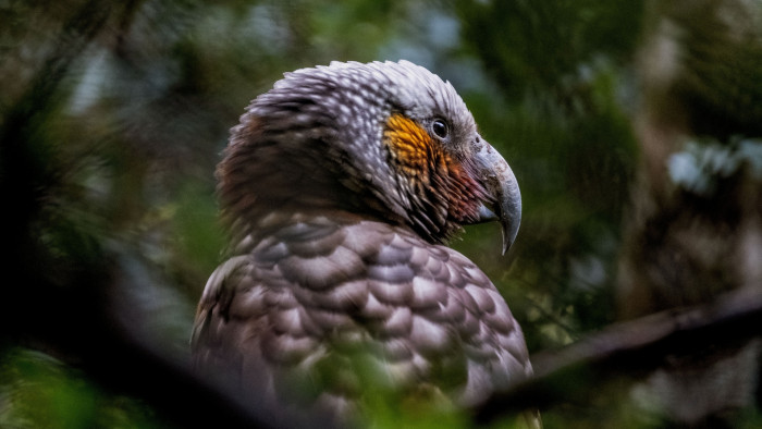 Inmage of kākā at Orokonui Ecosanctuary