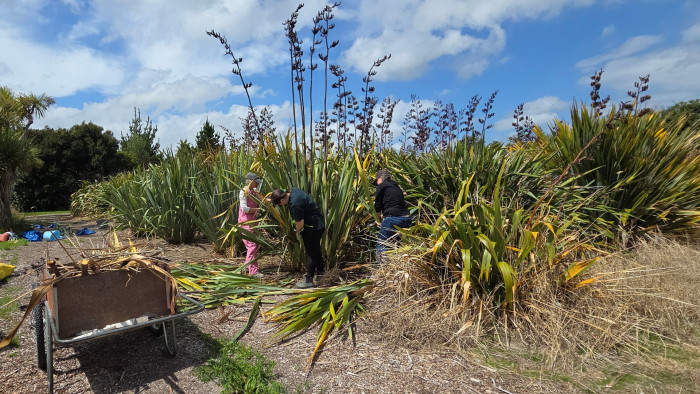 Tāhuna Toi weaving group (Mountain Māori) students from Queenstown harvesting harakeke leaves from the Manawatū fibre cultivars at Te Kohinga Harakeke o Aotearoa.