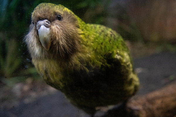 46 protecting kakapo