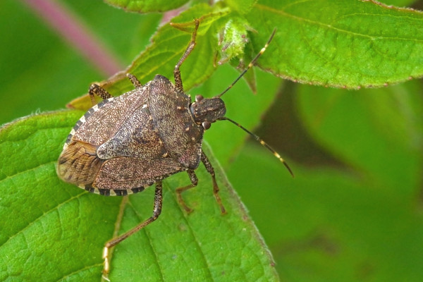 47  Mmtd Stink Bug