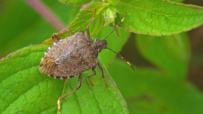 Image of brown marmorated stink bug