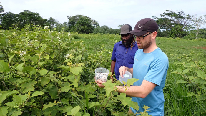 Arnaud Cartier (right) working with the Vanuatu Biosecurity team to release pico beetles in Vanuatu.