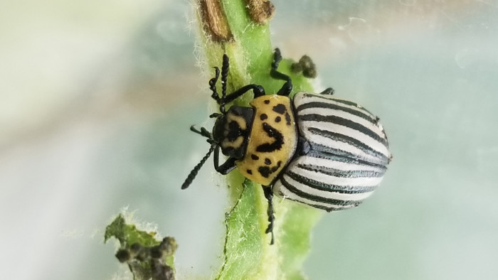 Close-up of the Pico beetle, Leptinotarsa undecimlineata