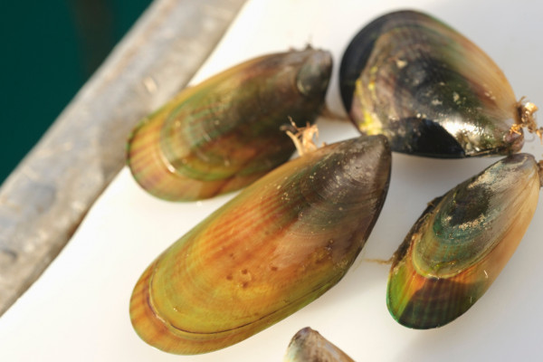 98 Marlborough Sounds Mussel Farms