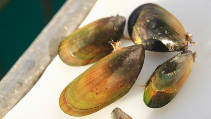 Marlborough Sounds mussels