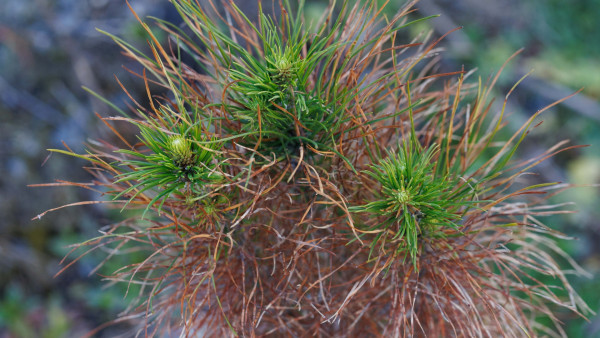 Pine needles affected by Dosithroma