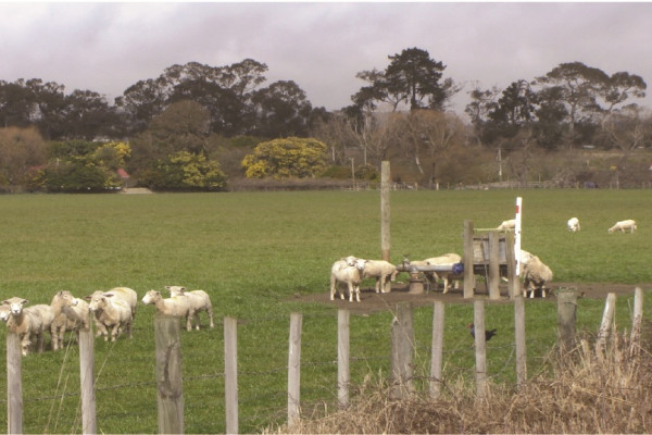 sheep bore